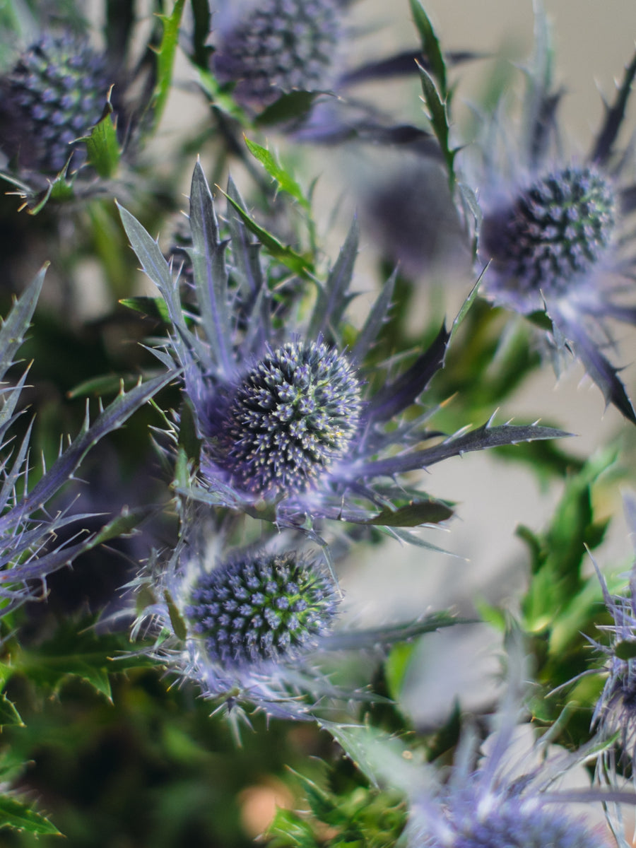 Eryngium