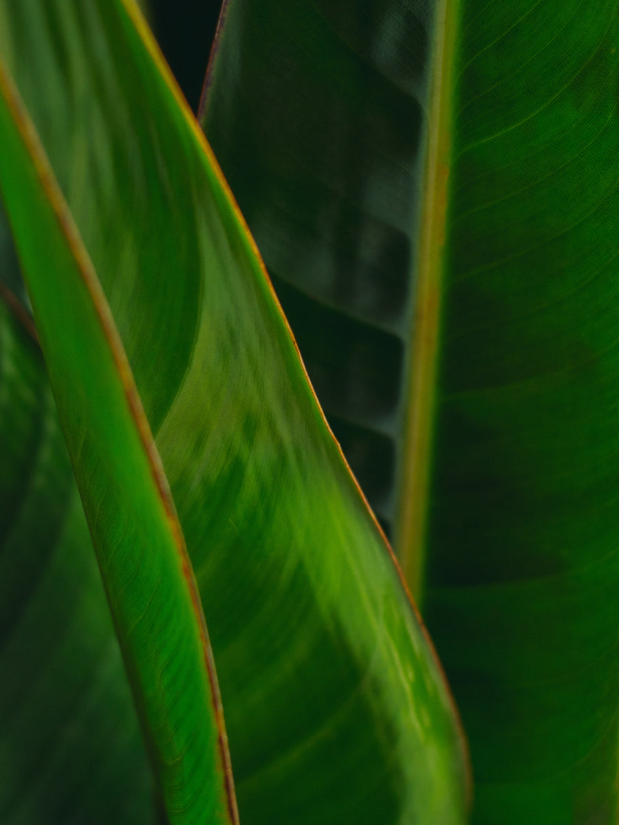 Hojas de Pajaros