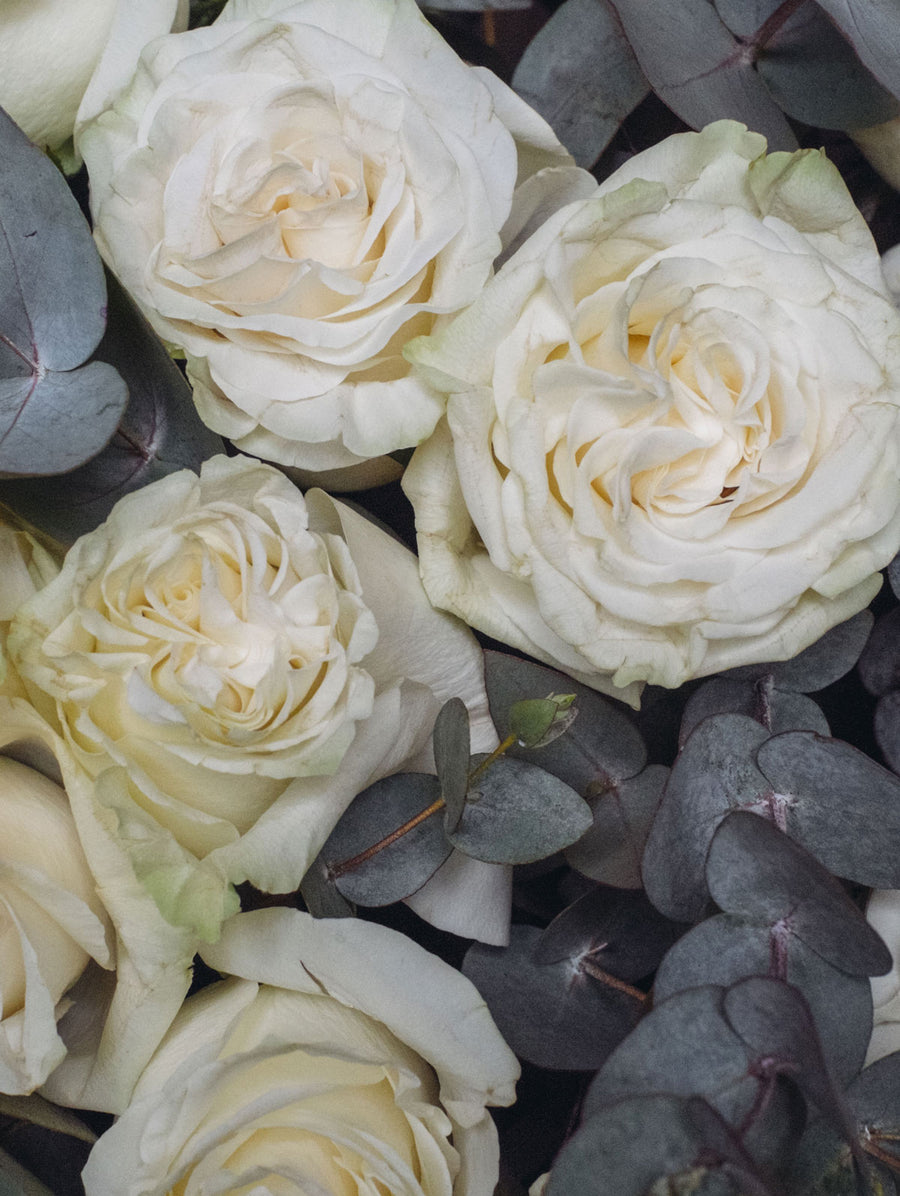 Rosas Blancas