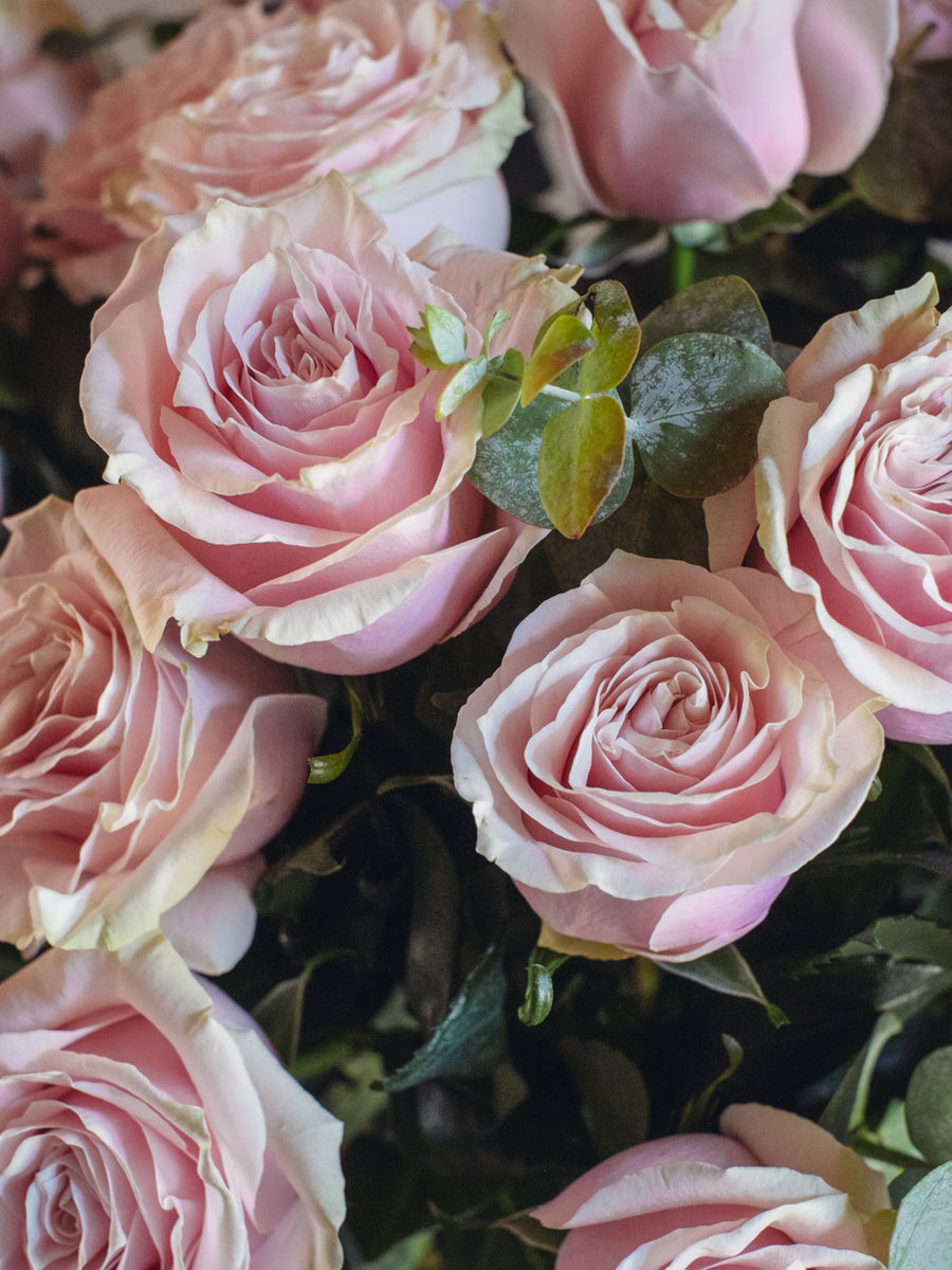 Rosas Rosada
