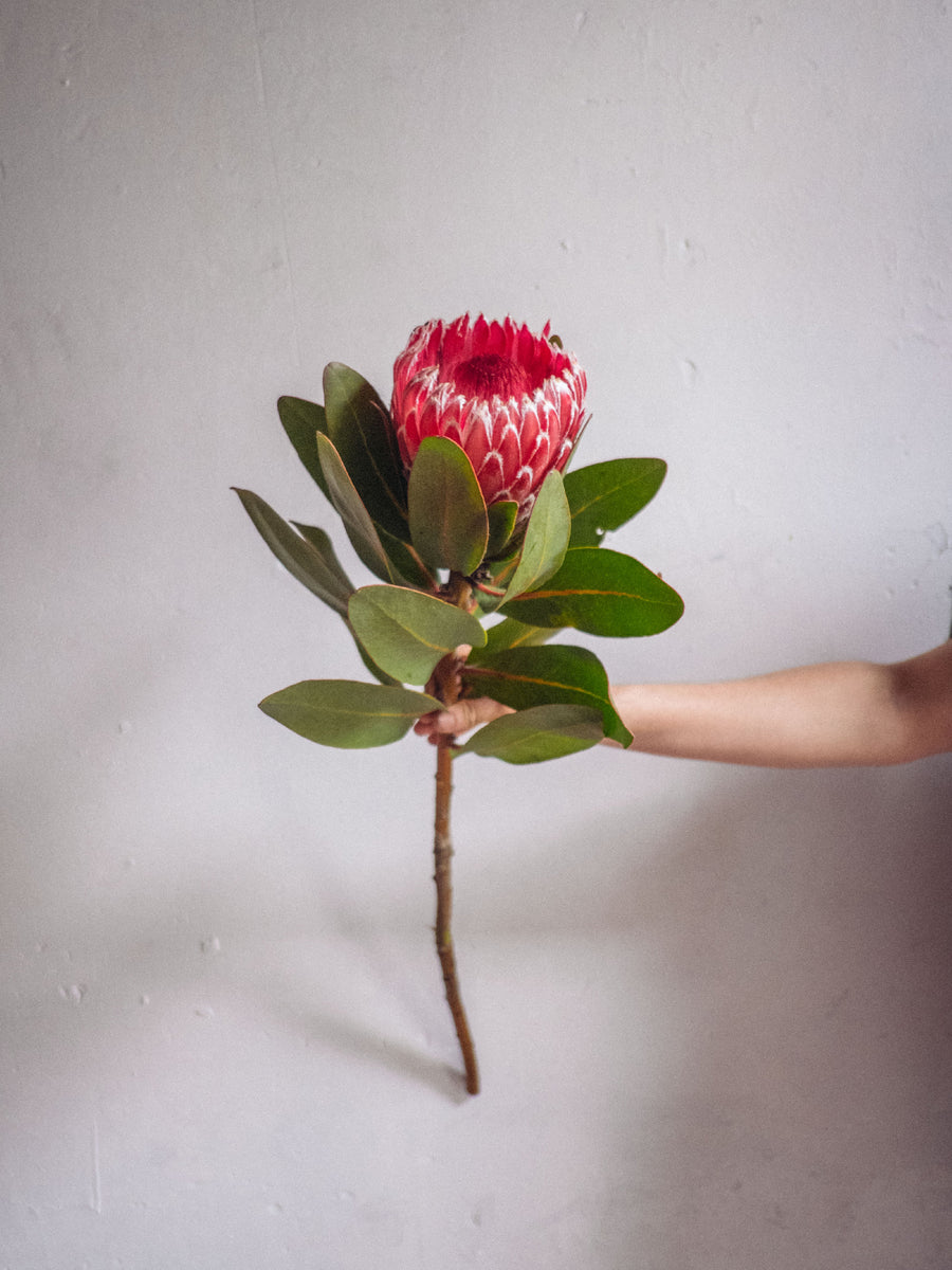 Protea Candida