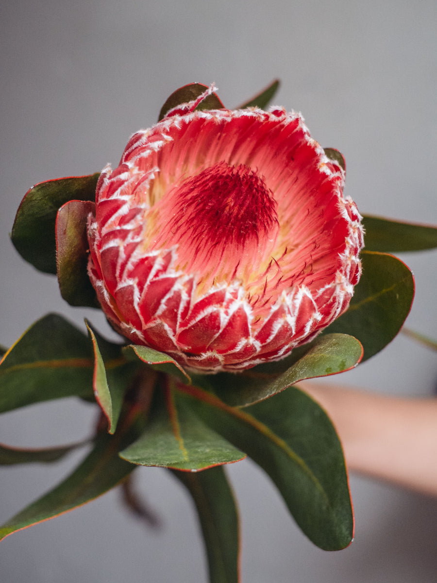 Protea Candida